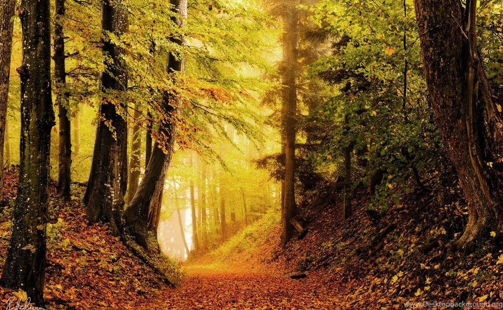Forest Path (