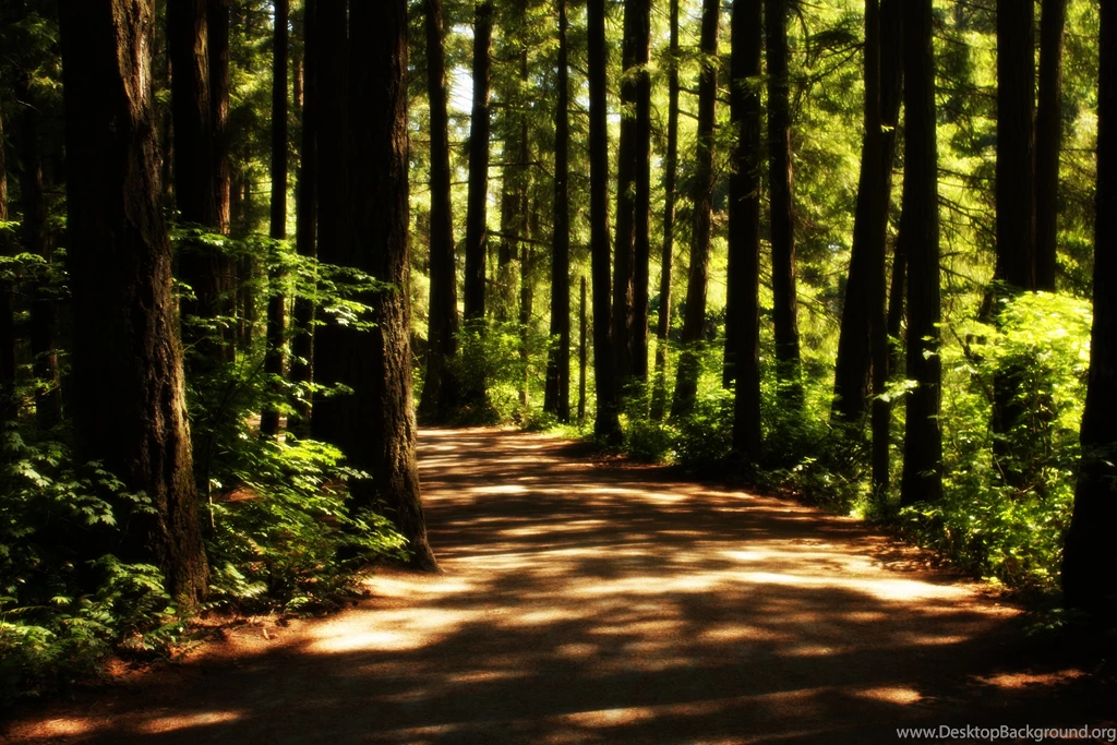 Quiet Forest Path Wallpapers