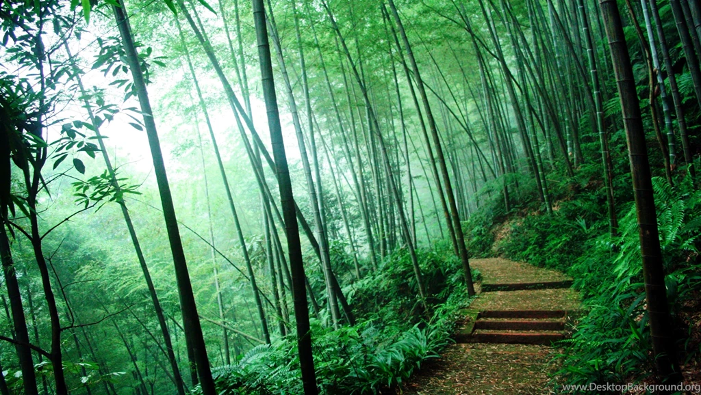 Fog Forest Road Wallpaper.