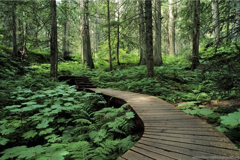 Green Nature Trees Forest Path Roads Boardwalk 2000x1333 Wallpapers ...