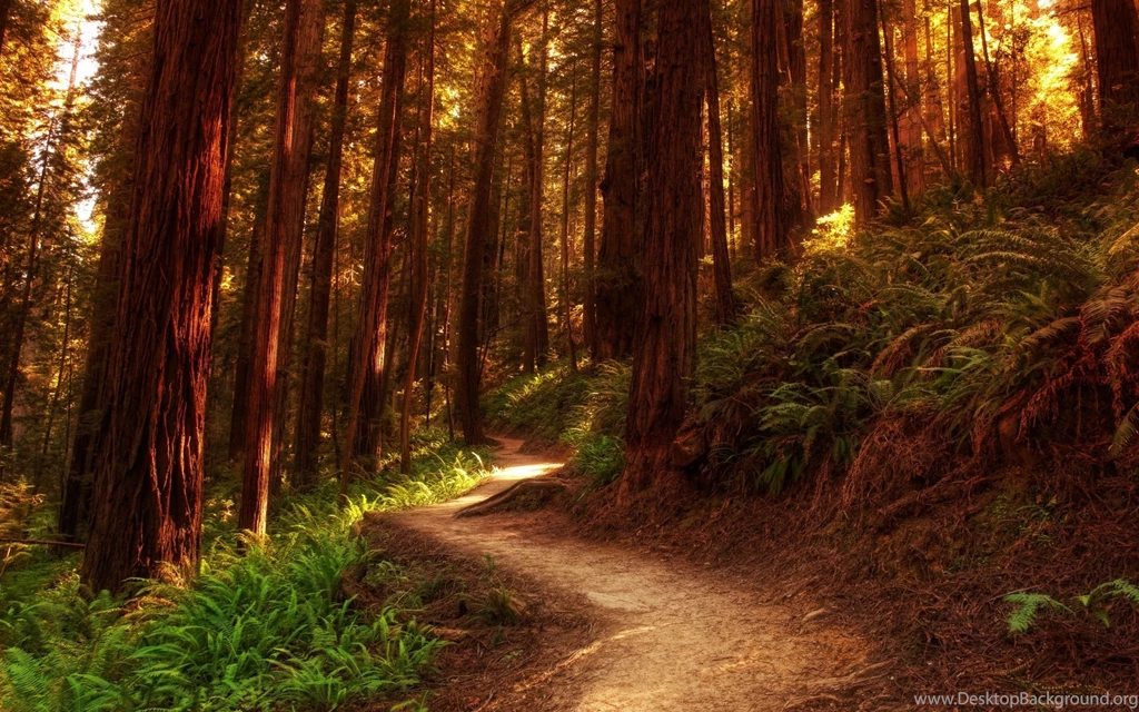 Lionesses On The Path Wallpapers