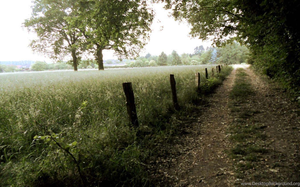 2560x1600 Forest Path Desktop PC And Mac Wallpapers