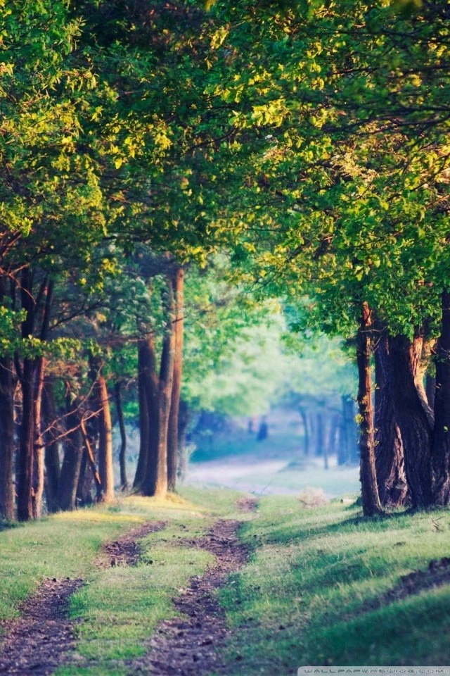 Beautiful Forest Path, Summer HD Desktop Wallpapers : Fullscreen ...