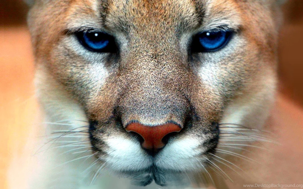 136 Cougar HD Wallpapers