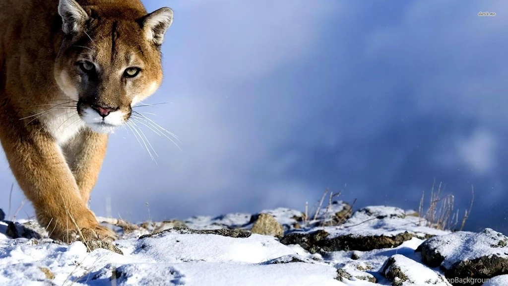 Cougar Wallpapers   Wallpapers Zone