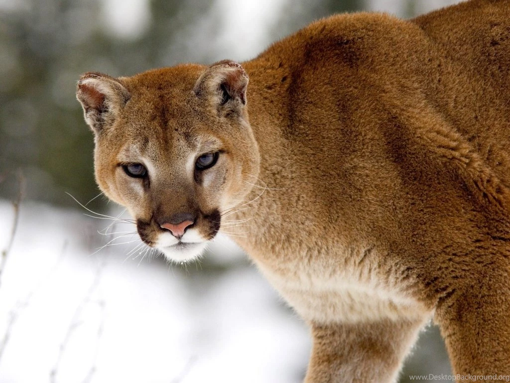 Cute Cougar Wallpapers