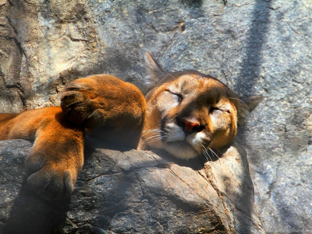 Cute Cougar Wallpapers