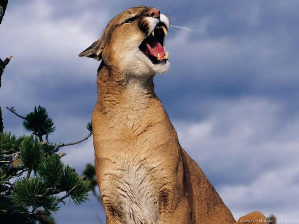 Wallpapers Pumas Puma Cougar 1024x768
