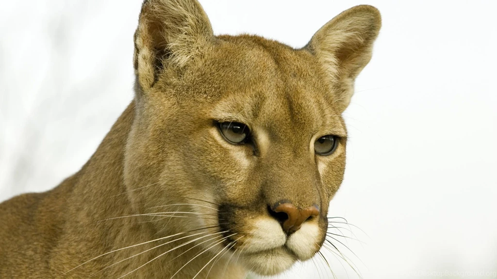 Cougar Wallpaper. Cougars Wallpaper. 1920x1080px