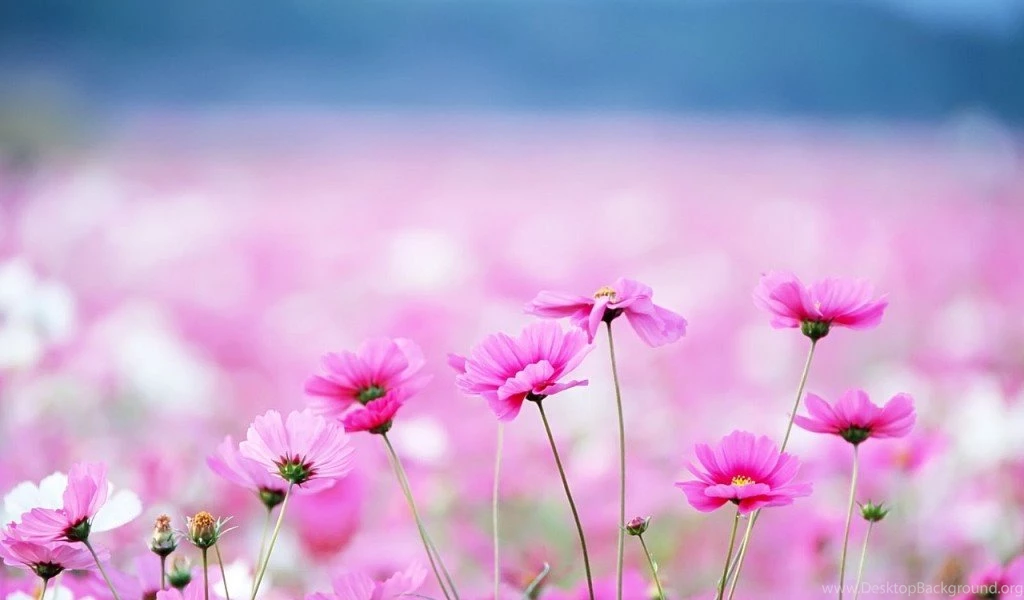 Pink Flower PC Wallpapers