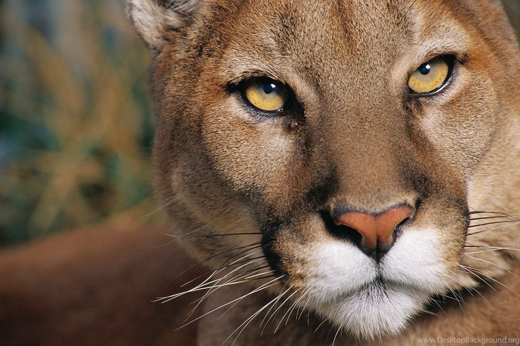 More Beautiful Cougar Wallpapers