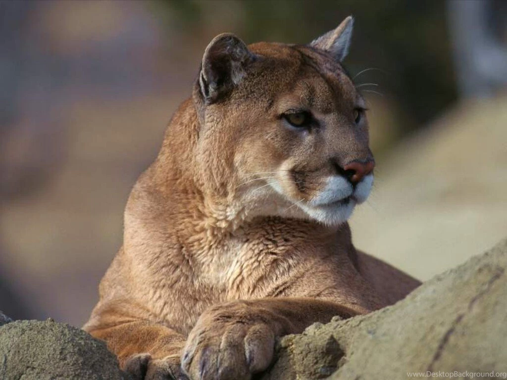 Cougars Wallpapers