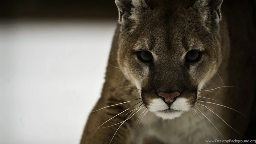 Cougar Puma Wallpapers 1920x1080 46110 Wallpaperup. Cougar ...