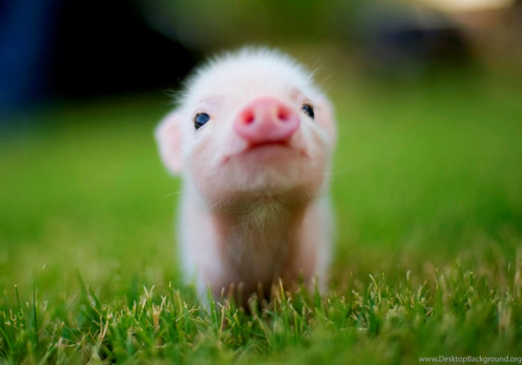 Wallpapers Of The Day: Animals