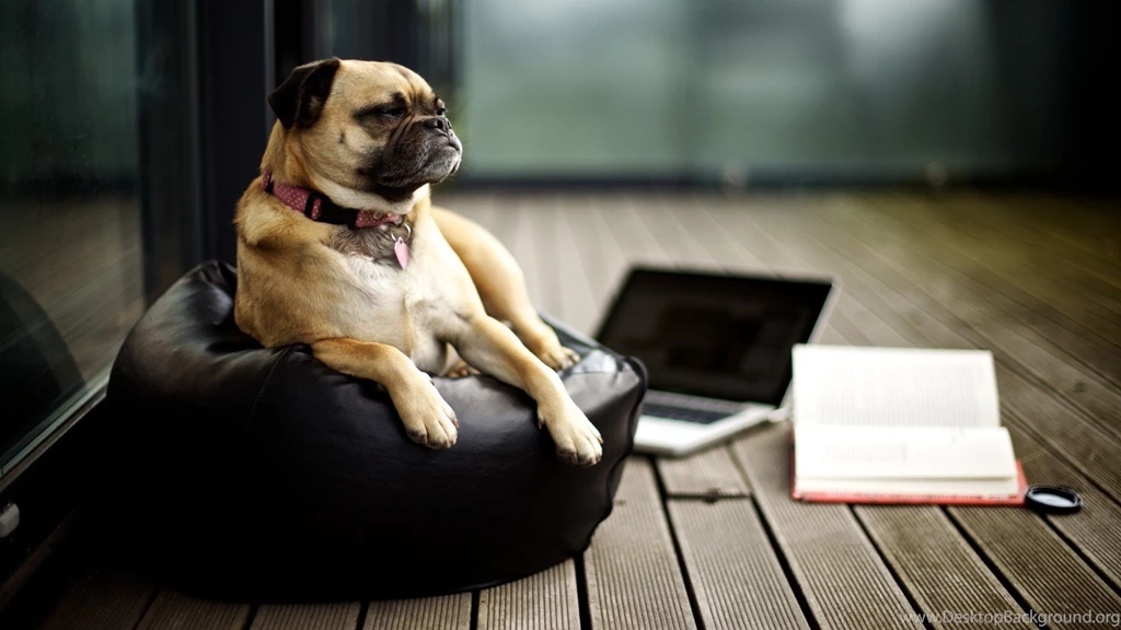 Cute Animal Wallpapers HD CuteWallpaper.org