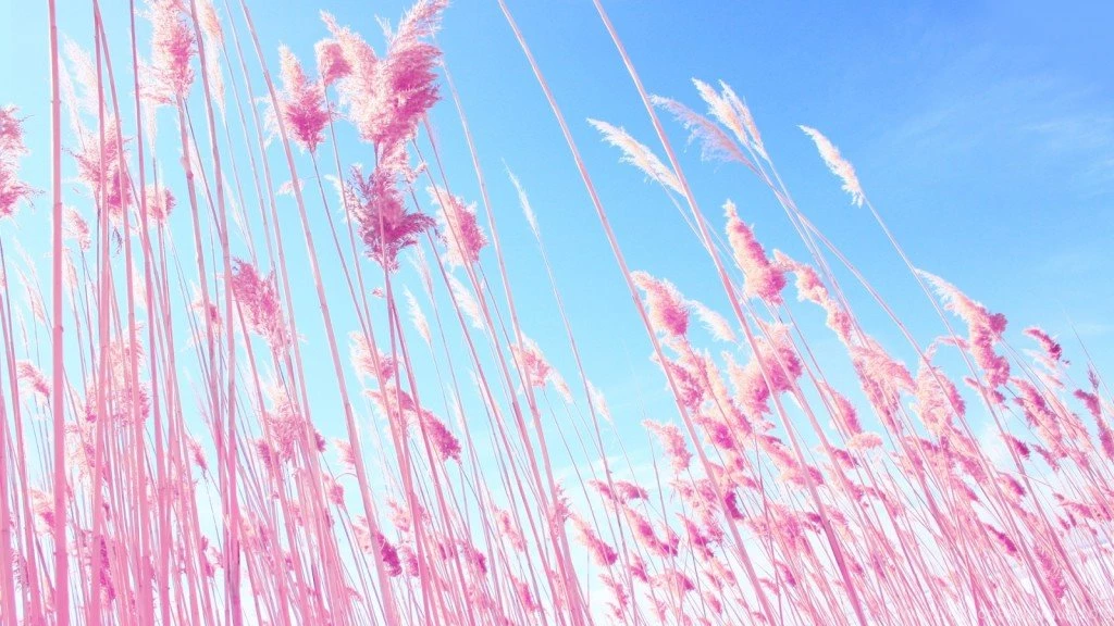 Vs Pink Desktop Wallpaper, Wallpaper, Vs Pink Desktop Wallpapers Hd ...