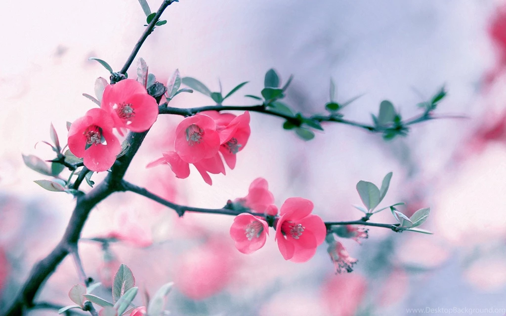 HD PC Wallpapers Pack Download FLGX DB