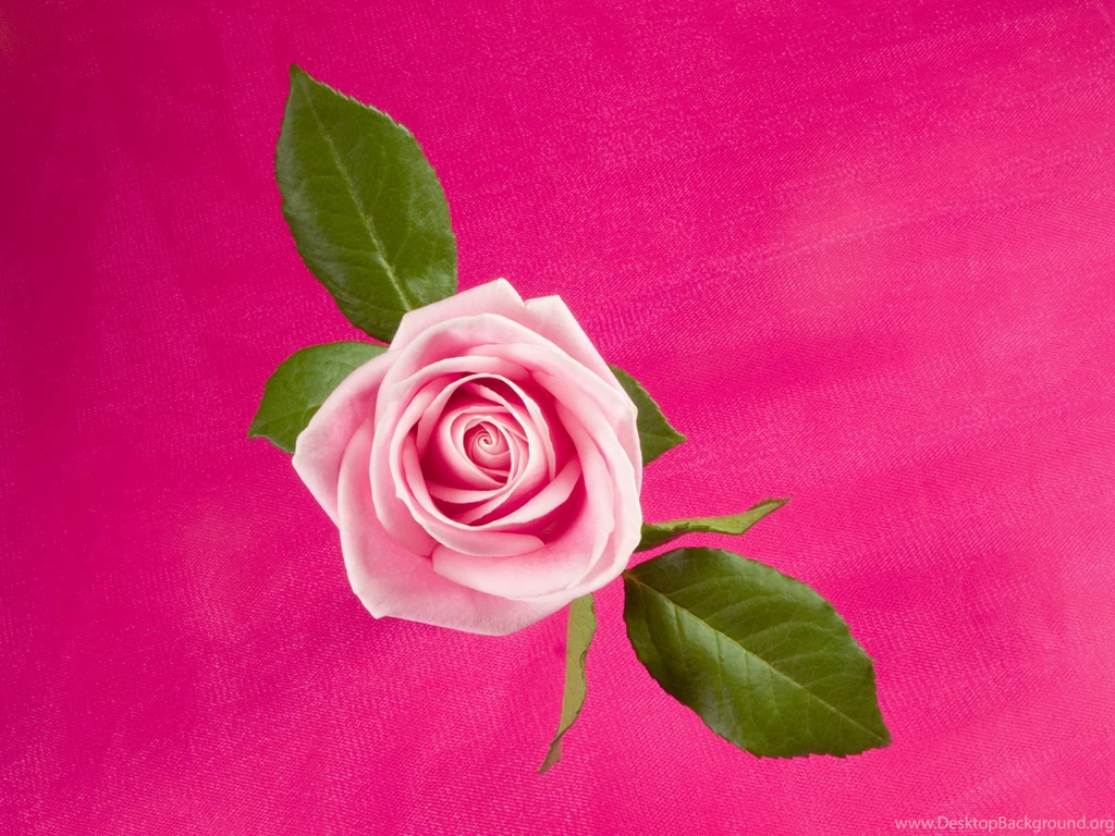1600x1200 Rose In Deep Pink Desktop PC And Mac Wallpapers
