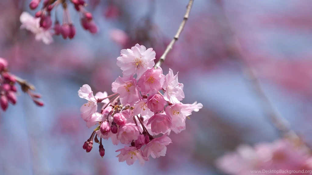 2560x1440 Spring In Pink Desktop PC And Mac Wallpapers
