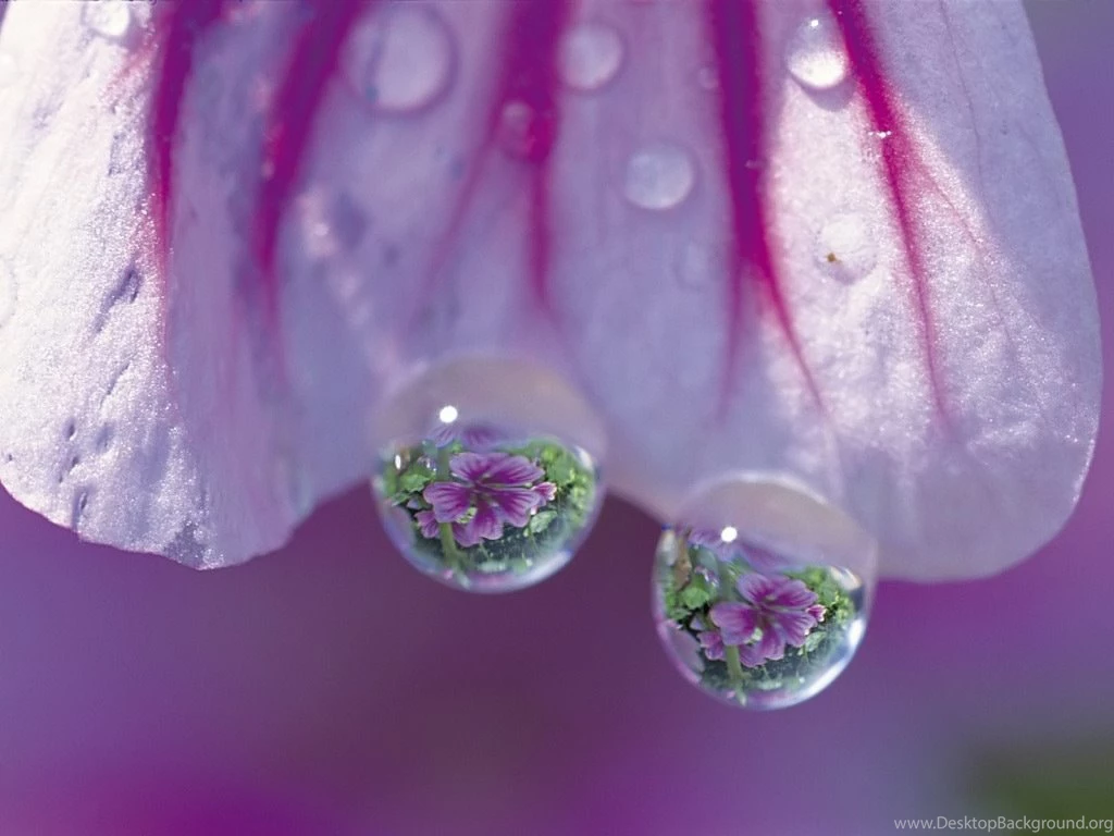 Desktop Wallpapers · Gallery · Nature · Water Drops Flower ...