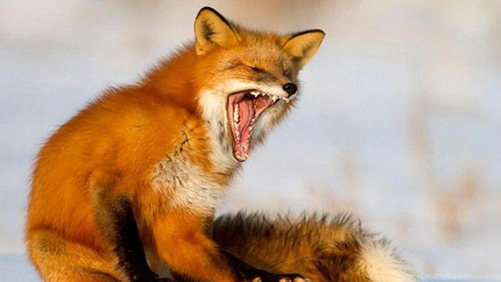 RED FOX WALLPAPER   (