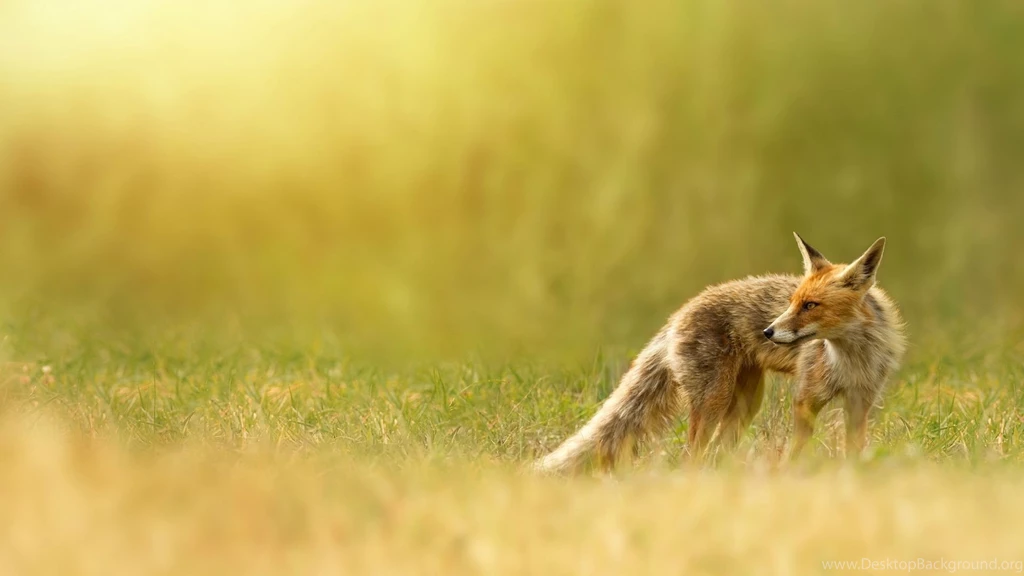 Red Fox Wallpapers Desktop Backgrounds : Animal Wallpapers Kokean.com