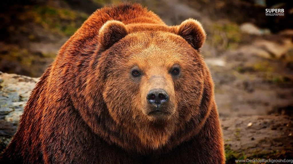 HD Wild Animal Grizzly Bear Wallpapers Widescreen Full Size ...