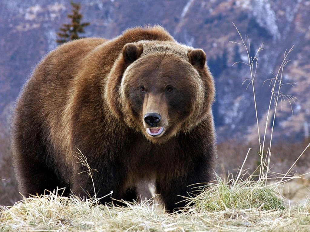 Grizzly Bear High Resolution Wallpapers