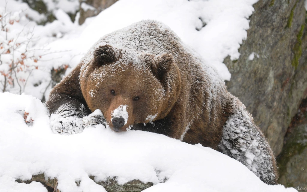 Grizzly Bear Pictures Wallpapers For PC