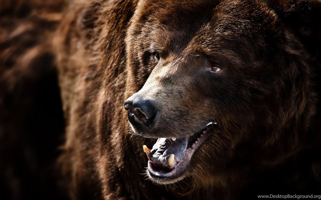 Angry Grizzly Bear Wallpapers Mobile Uncalke.com