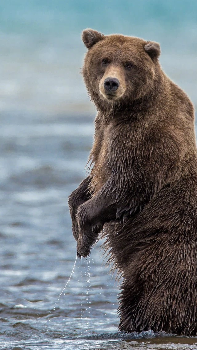 Wallpaper: Grizzly Bear, Bear, Bruin, Animal, Wildlife, Predator ...