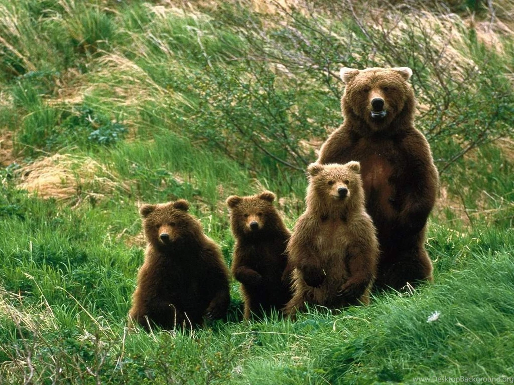 Grizzly Bears   Wallpaper.
