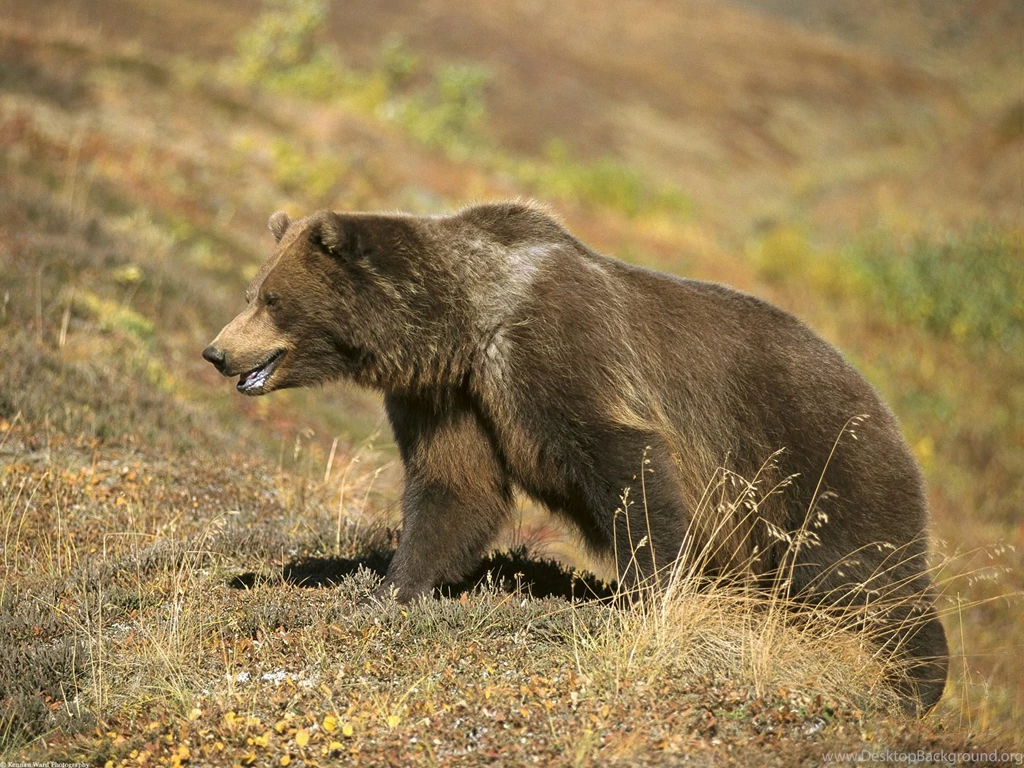 Grizzly Bear Pictures Wallpapers For PC