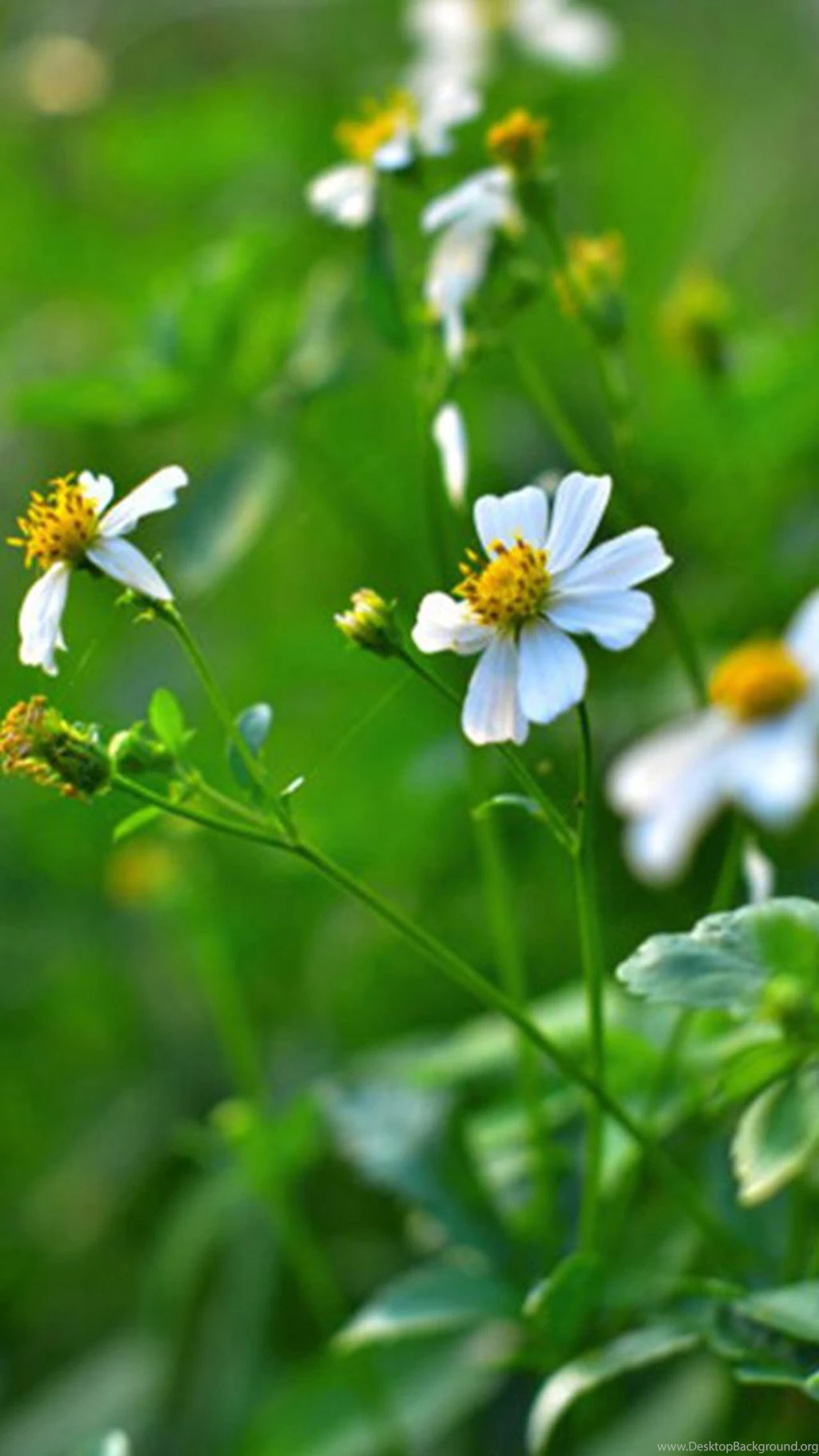 Flower Samsung Galaxy S5 Wallpapers 107