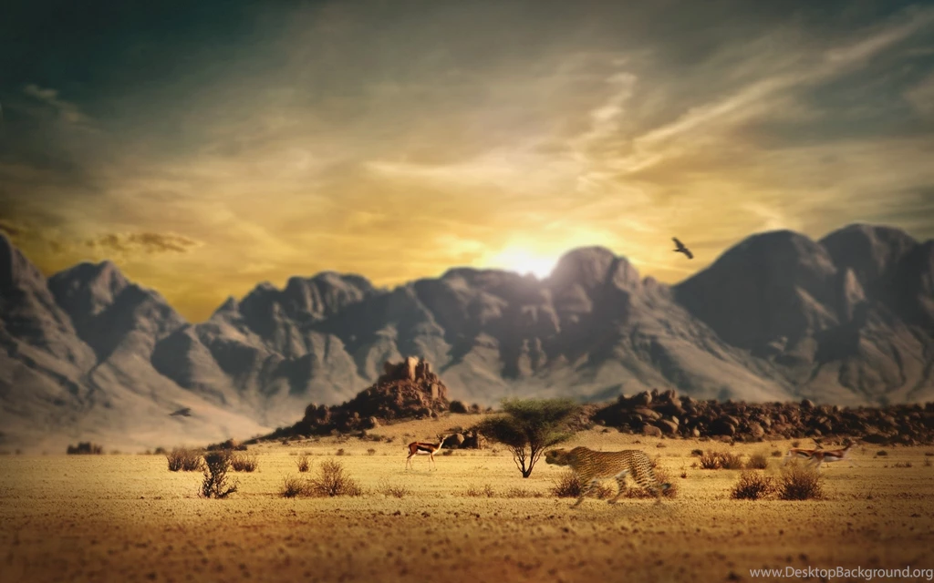 Pictures Of Wild Animals In Africa Desktop Backgrounds
