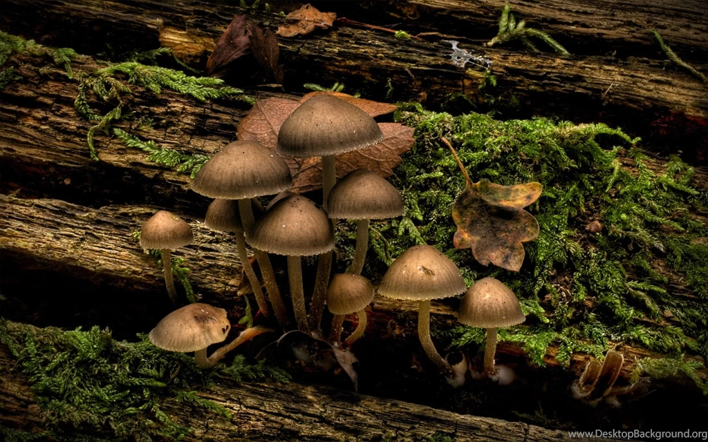 Desktop Wallpapers · Gallery · Nature · Wild Mushrooms