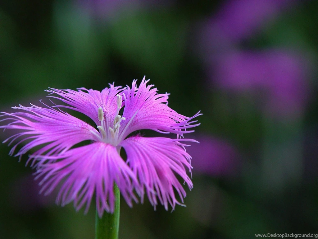 Desktop Wallpapers · Gallery · Nature · Wild Carnation