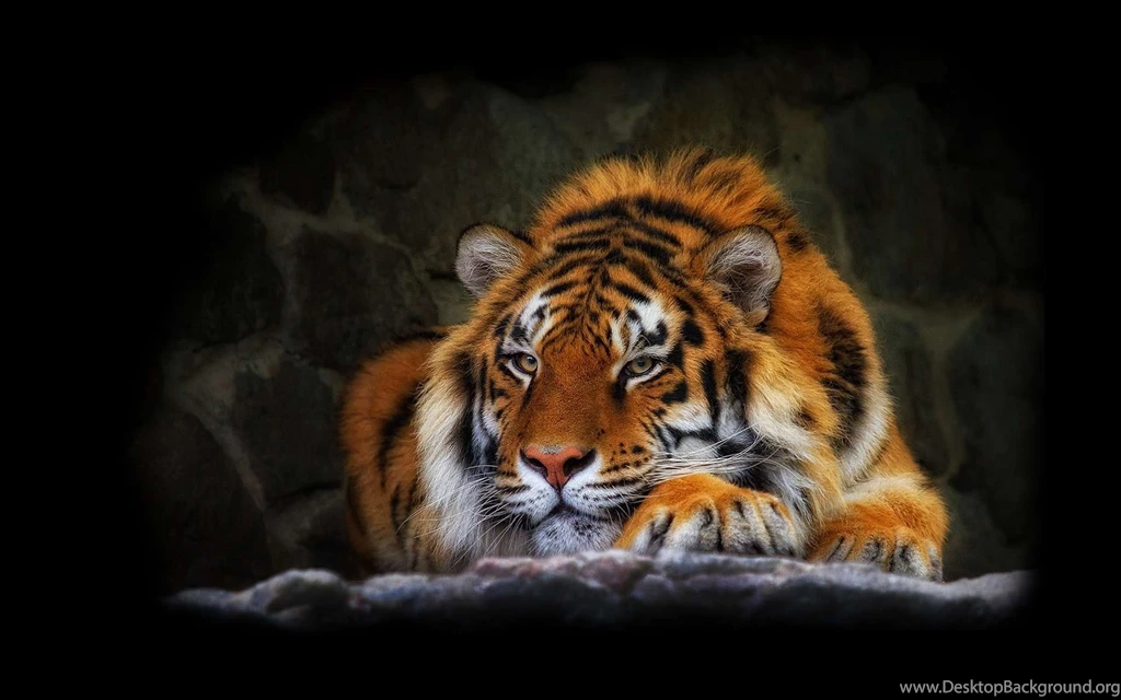 Cute Tiger HD Wallpapers Top Wallpapers HD