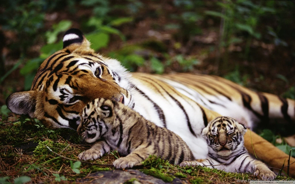 Tiger With Cubs HD Desktop Wallpapers : High Definition ...