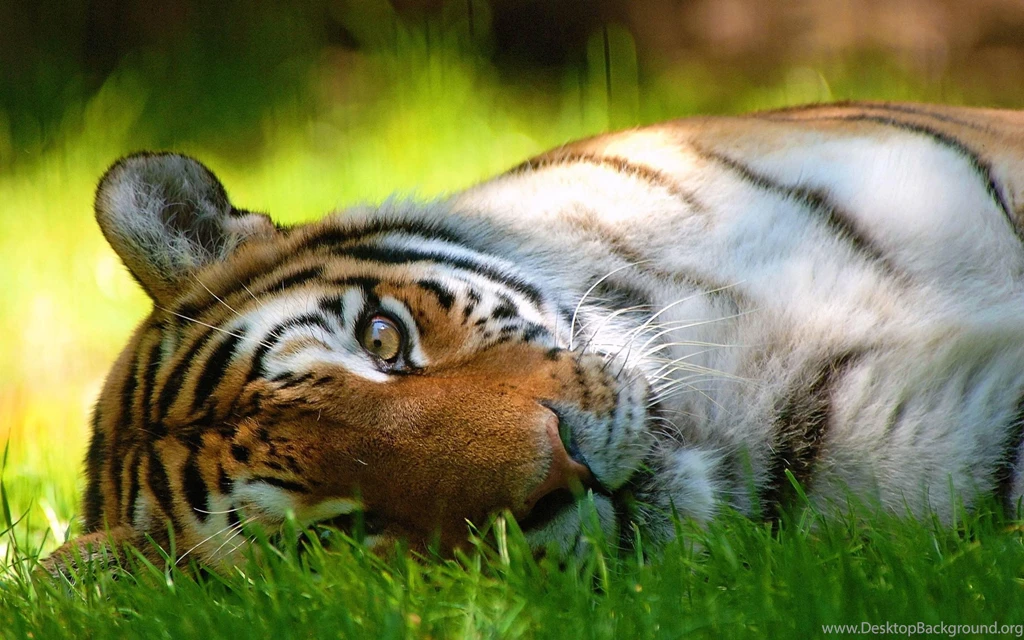 SLEEPING TIGER WALLPAPER (