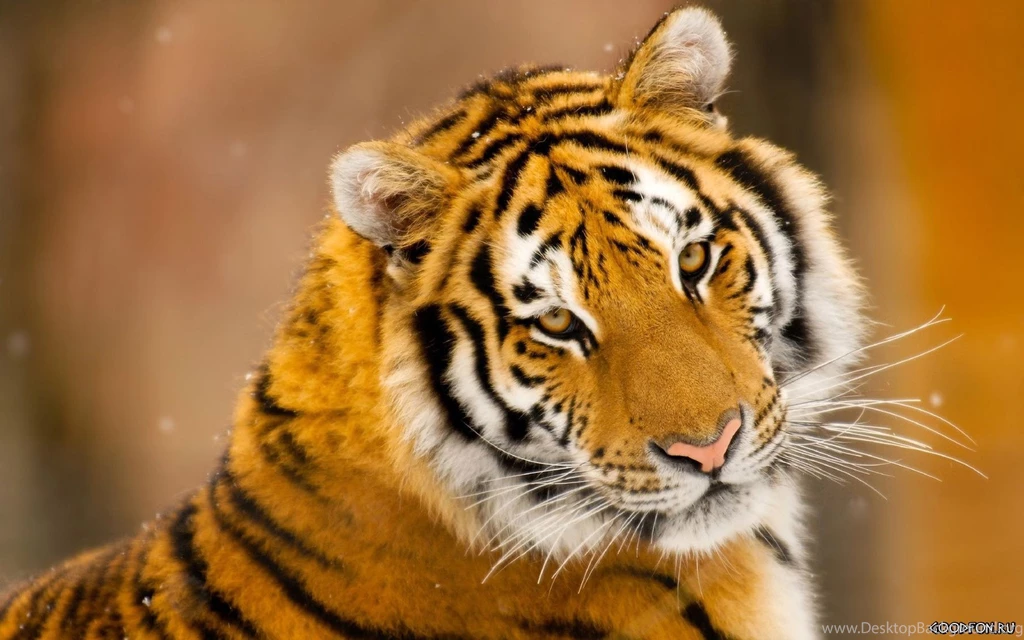 Tiger Cute Photo Wallpapers