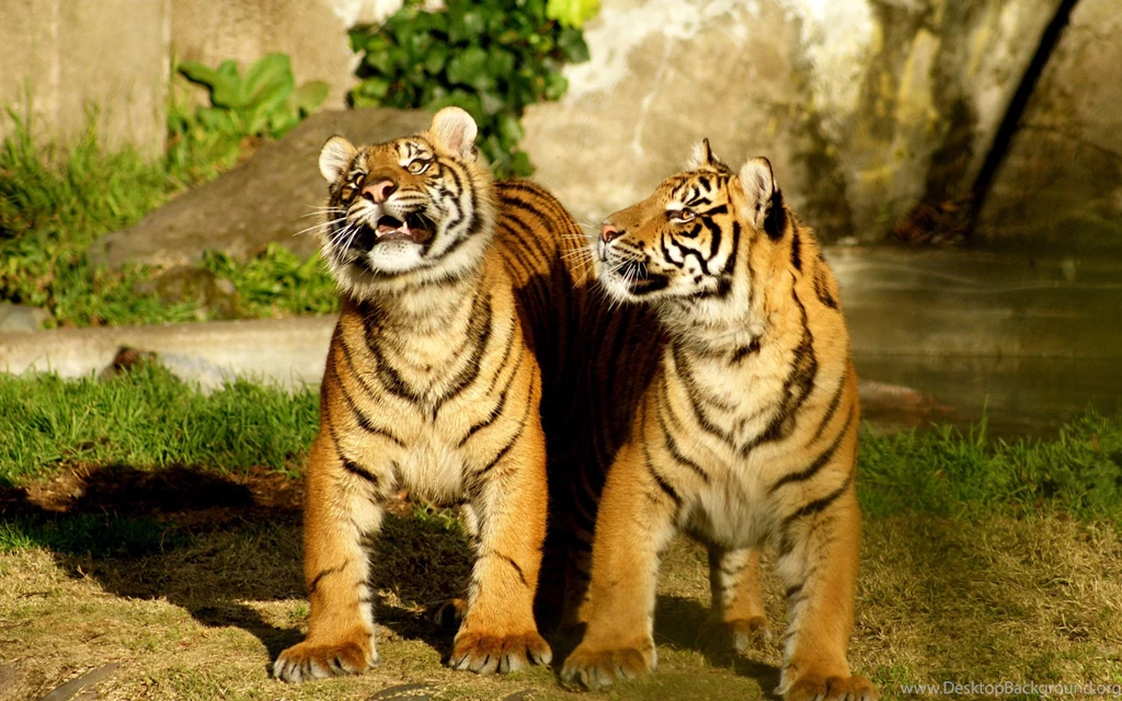Two Cute Baby Tiger