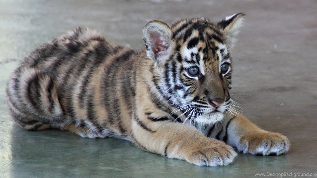 Cute Baby Tiger Images