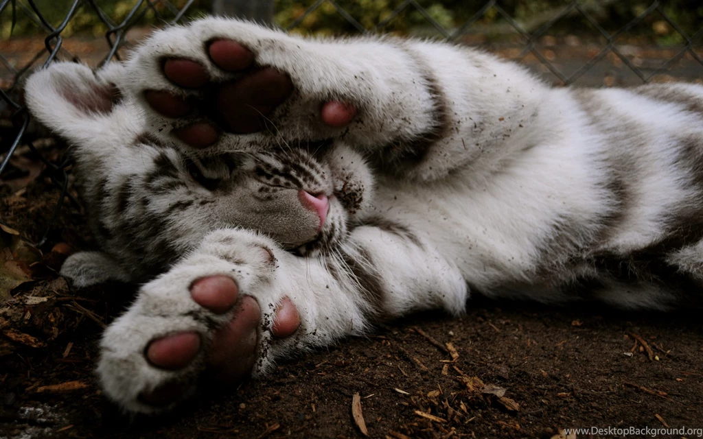 White Tiger Cute