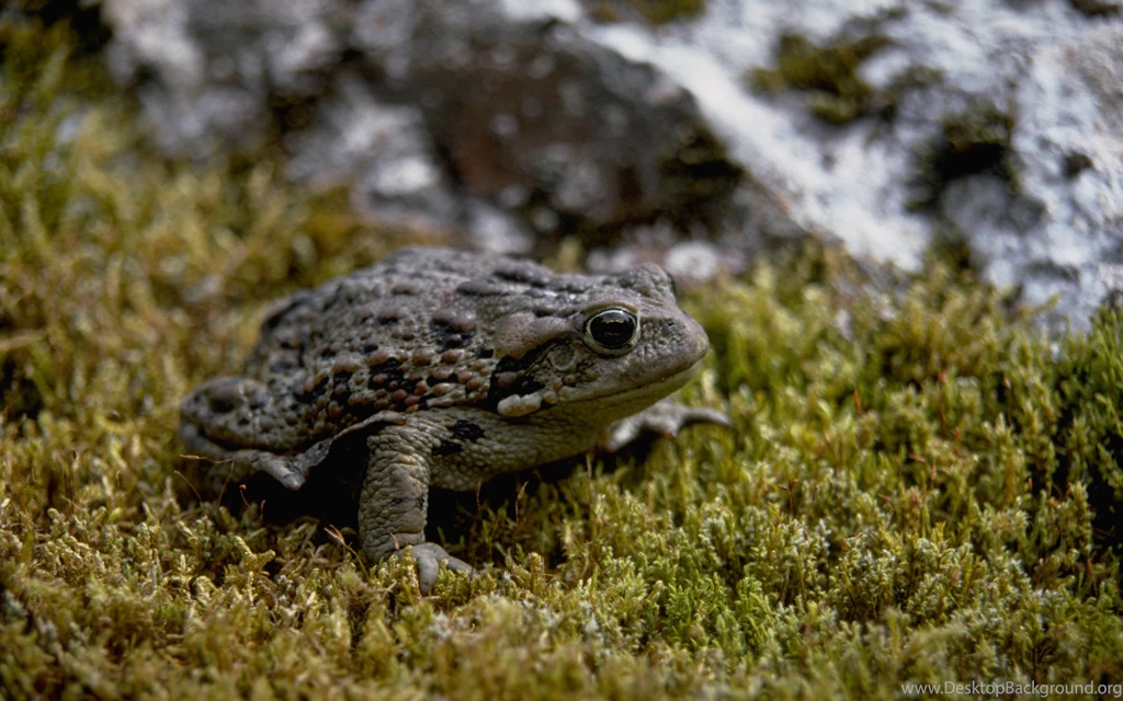 40 Toad HD Wallpapers