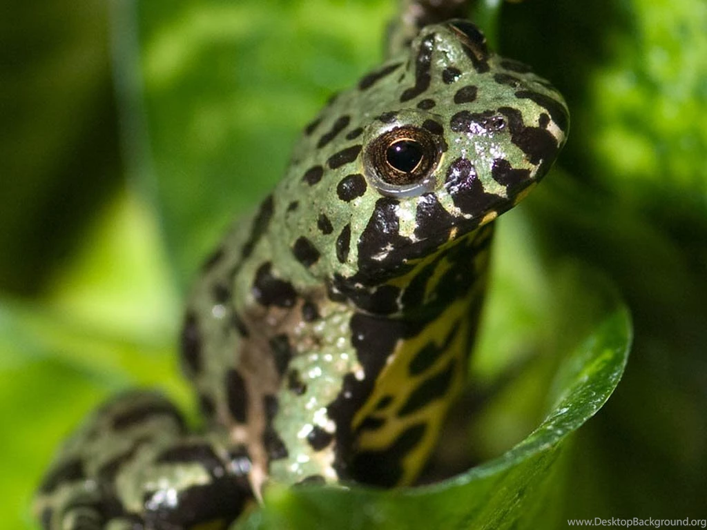 Free Fire Belly Toad Wallpapers Download   Animals Town