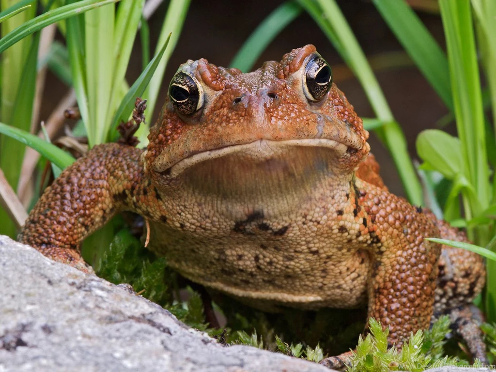 10 Toad HD Wallpapers