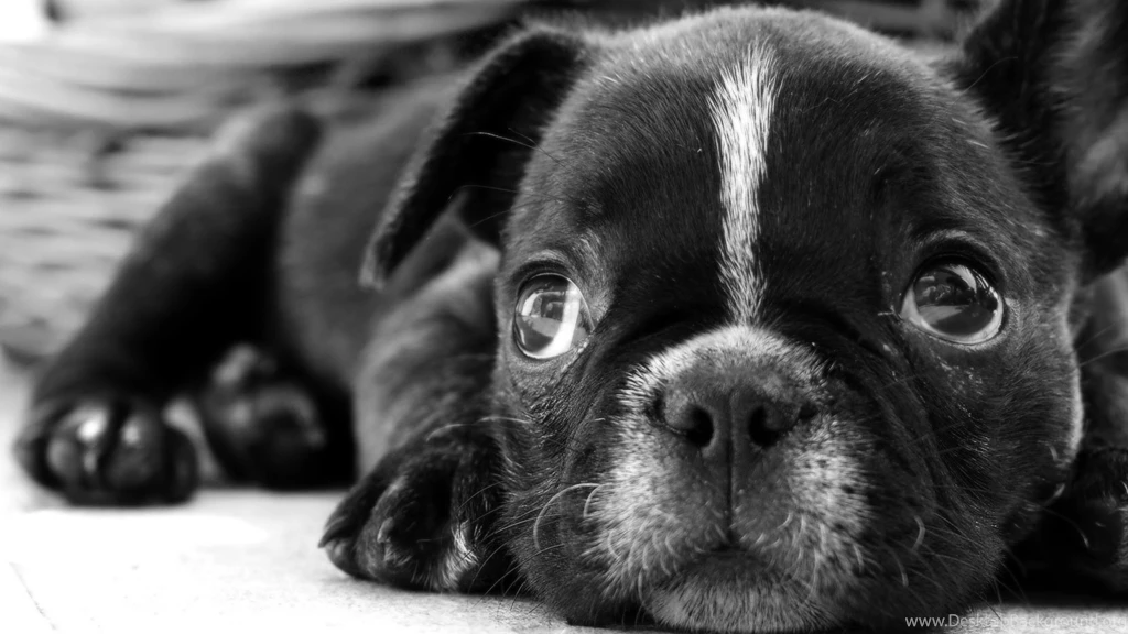 HD Free Dog Wallpapers HD Great Images
