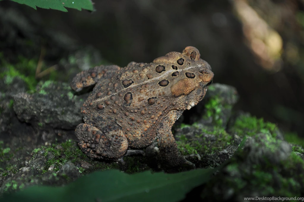 American Toad   (