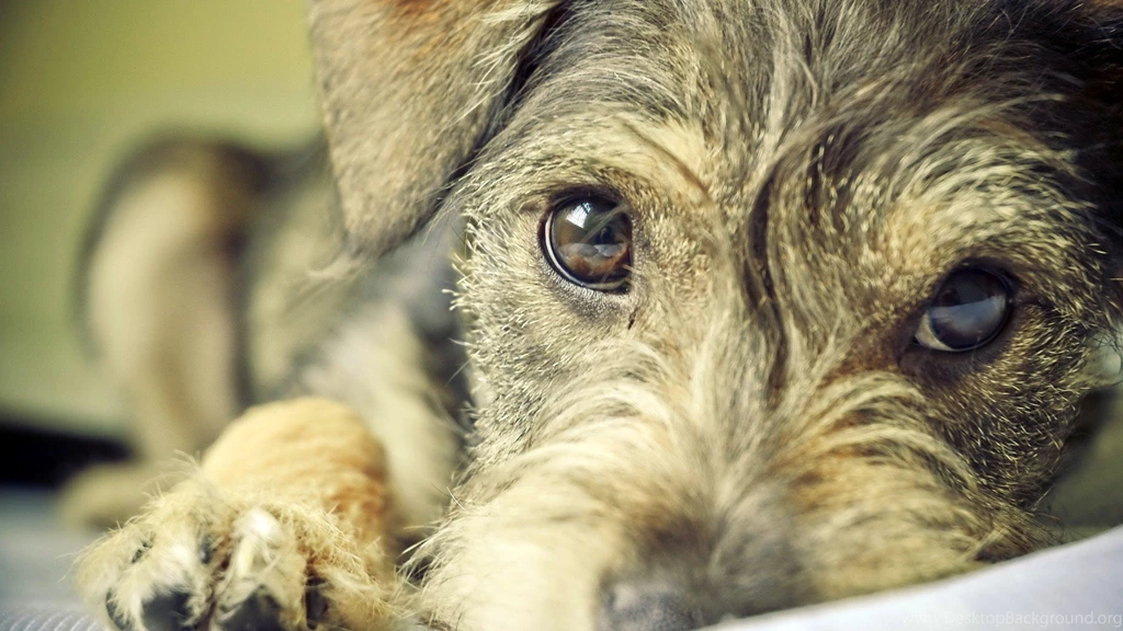 Dog Backgrounds Free Download